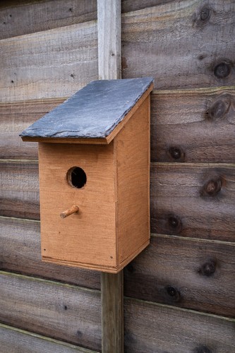 Wooden bird box - bird, real
