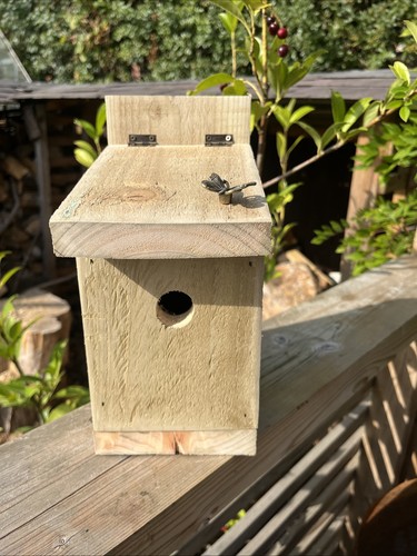 Blue tit wren nesting box - blue, bird
