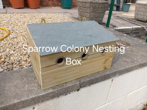 Sparrow colony nest - colony,