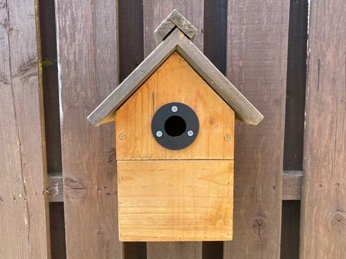 Bird nest box protection - bird, plate