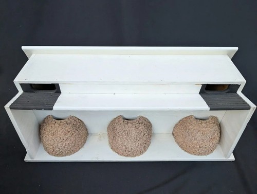 Swift house martin - swift, &