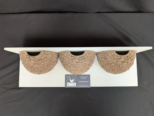 Triple house martin nest - triple, cup
