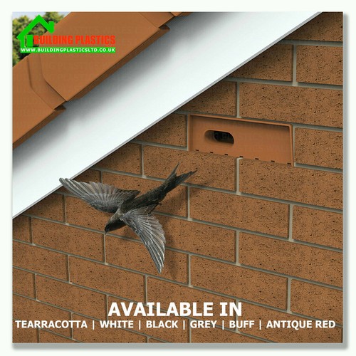 Swift bird nesting - bird,