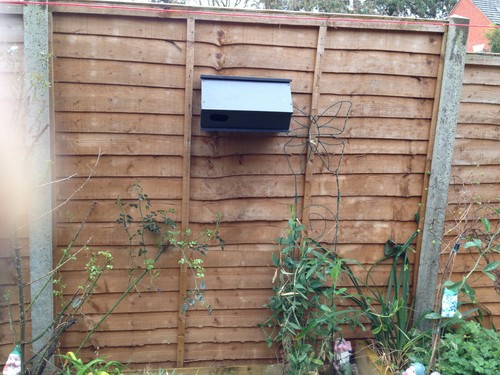 Common swift bird nest - , /
