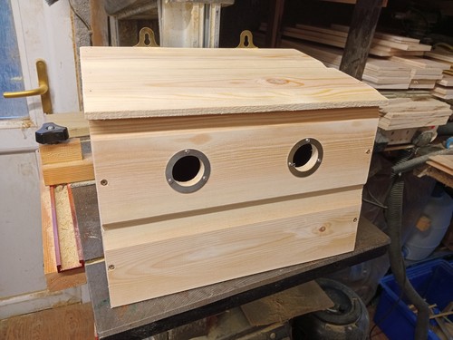 Sparrow colony nest - sparrow,