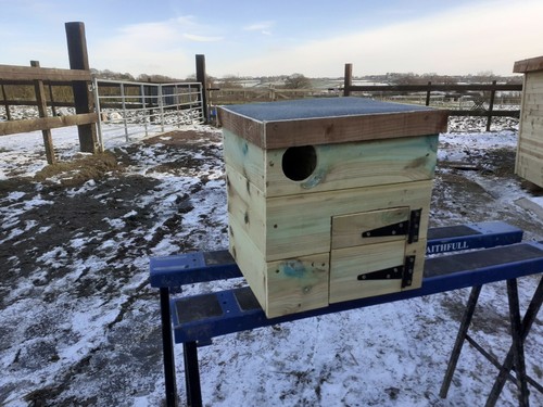 Little owl nest box