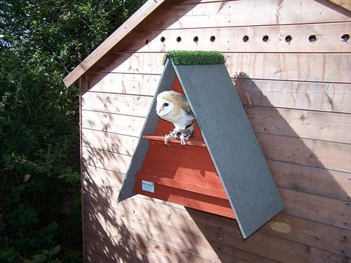 Barn owl nest box - barn,
