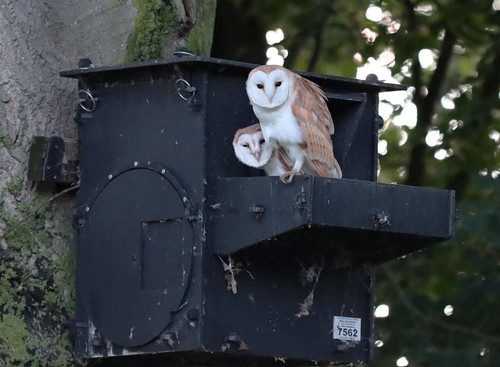Barn owl nest box - owl,