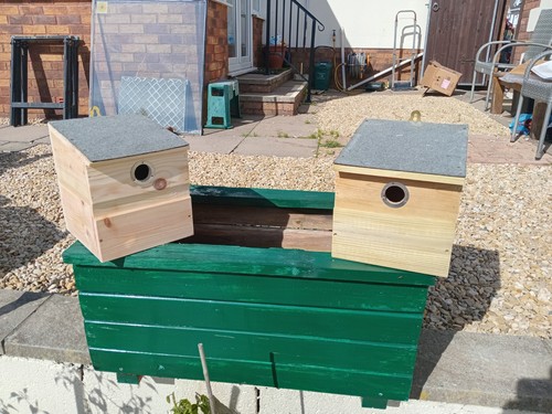 Two sparrow nesting - nesting, boxes