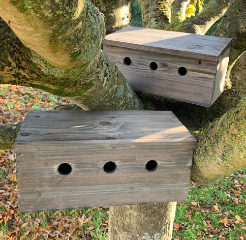 Sparrow bird house - bird,